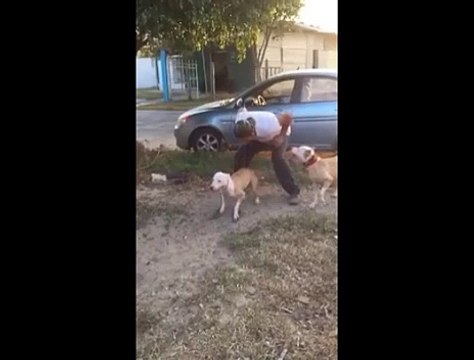 Ce chien a plus de talent que celui qui a gagné british got talent, pas vrai?