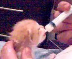 Gatto neonato rosso bellissimo che allatta dalla siringa