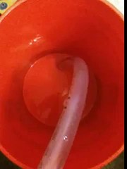 Aquarium pool pump