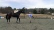 Groundwork Training With a Young Horse : Training a Young Horse to Go Forward & Come Back