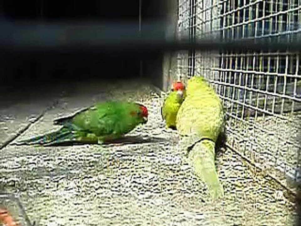 kakariki