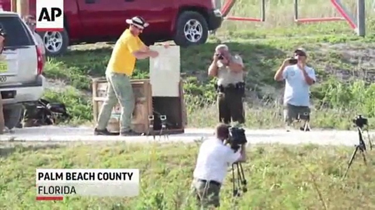Rare Fla. Panther Released Into the Wild