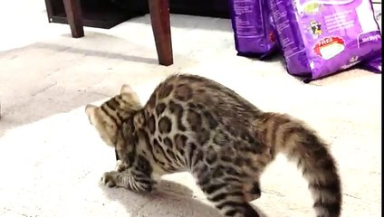 Bengal Kitten Attacks Ipad Mouse