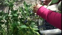 Farmers harvest blueberries in New Jersey Pinelands, birthplace of the cultivated highbush blueberry