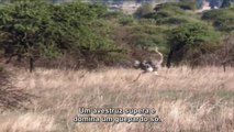 guepardo ataca avestruz veja HD