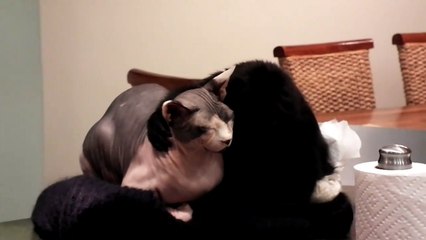 cat and monkey best friends! so cute