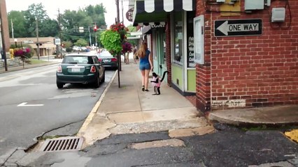 Strollin downtown with Spanky TheSpiderMonkey