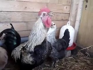 Cocktallica : The Metal Rooster