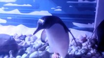Penguins at London Aquarium