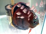 Amazones Red Discus