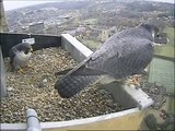 Hawk and Owl Trust Norwich Cathedral Peregrines