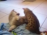 Bengal cat and Shiba Inu Puppy wrestling