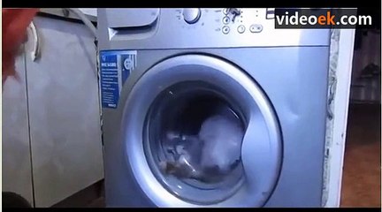 Kediyi Çamaşır Makinesine Atıp Yıkamak