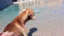 Emaciated Shelter Dog Luna's first time at the dog park pool!