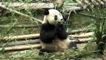 Giant Panda in Chengdu China