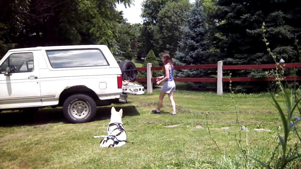Loading a Paralyzed Dog into a vehicle