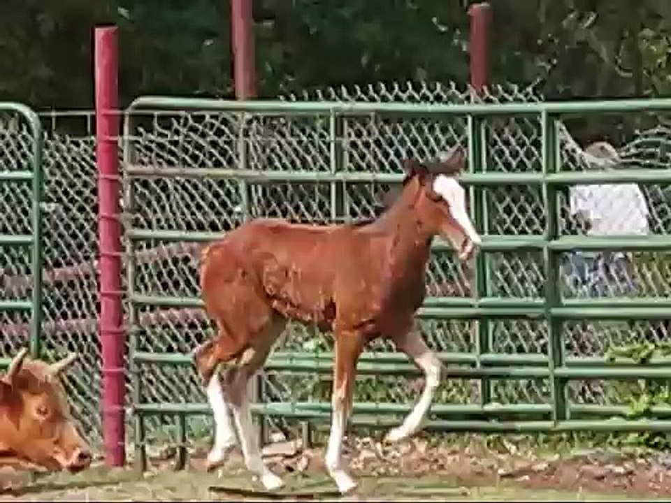 Her favorite color is chrome!