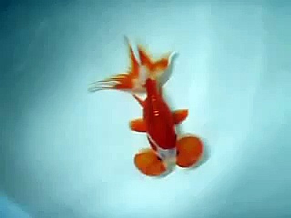 bubble eye