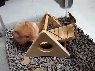 Hamster Milo playing with the hamster swing