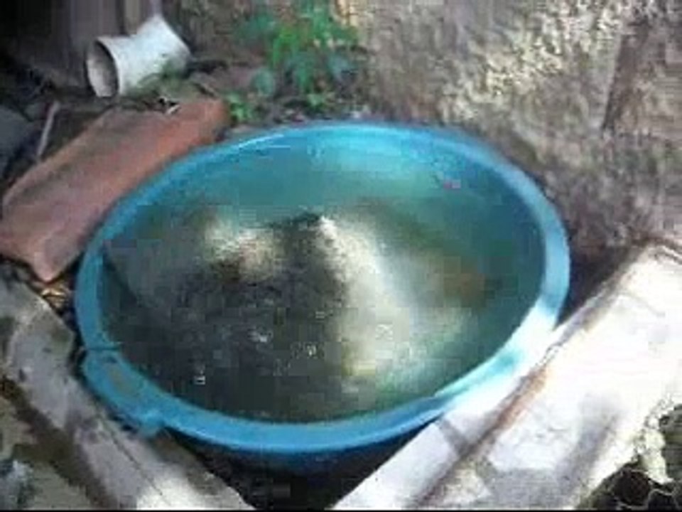 Tartaruga Maitê comendo peixe