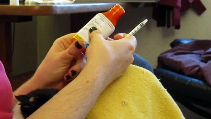 Treating Ringworm on Kitten Violet