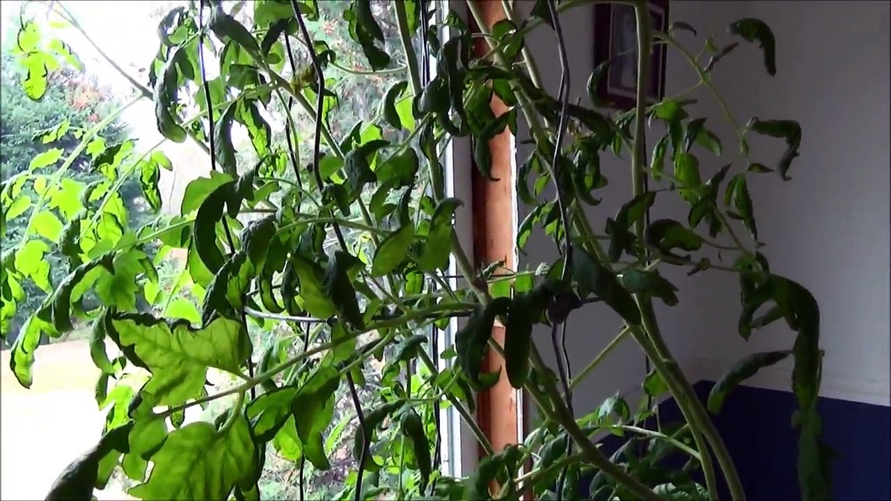 Sex Toys & How To Pollinate A Tomato Plant & I've Got Tomatoes! #2 Fresh Tomatoes In My Living Room