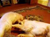 German Shepherd Puppy Playing With Mum