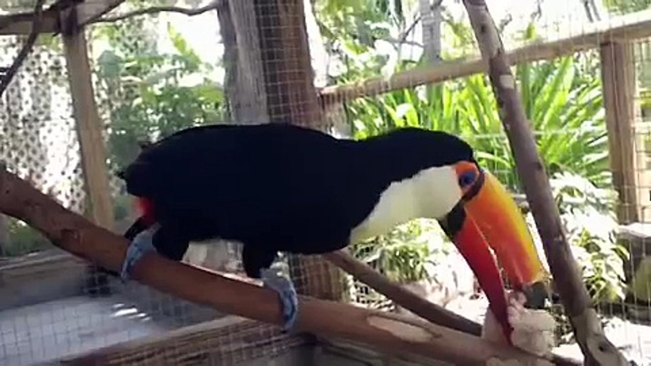 Toco Toucan Cleaning Services
