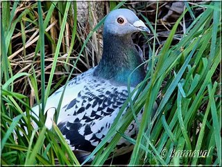 أجمل و أروع حمام الزاجل لا تفوتوه Best racing pigeons #2