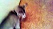 Tonkinese Kitten 'Coco' Plays Fetch