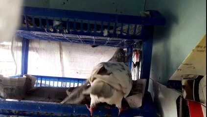 Pigeon feeding baby pigeon