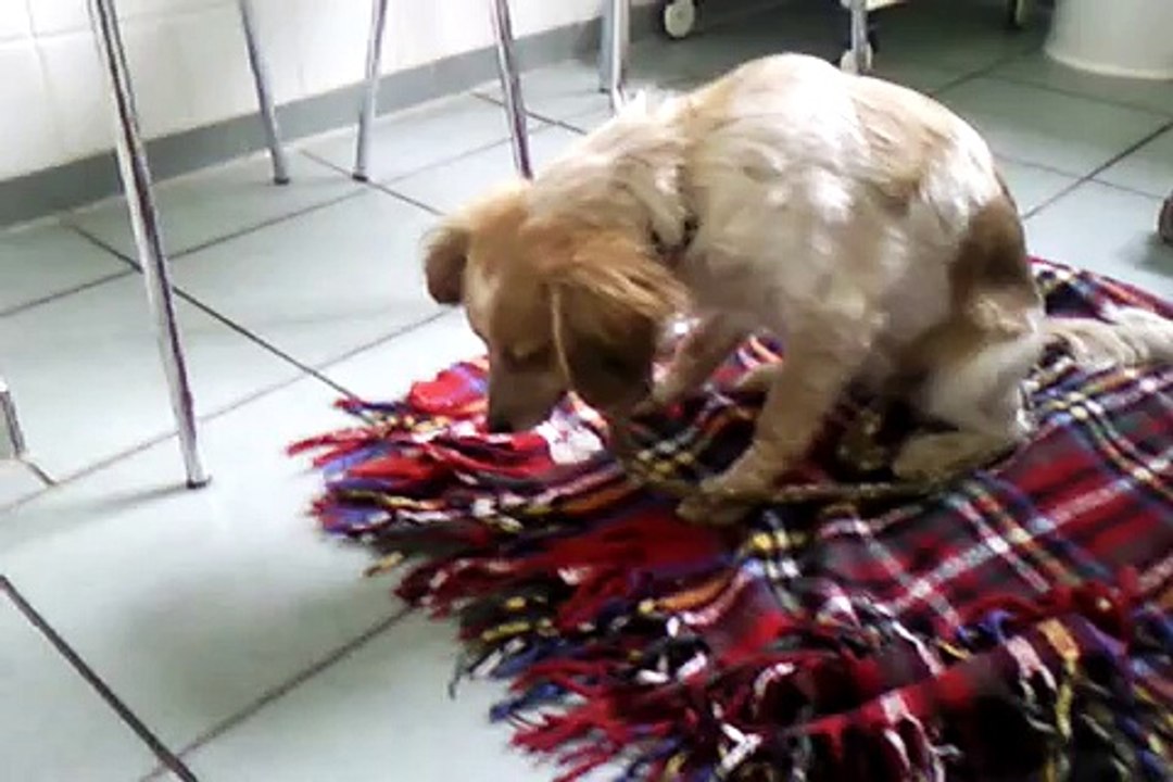 Hund in Narkose