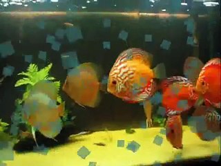 Meu Aquário de Discus Híbridos