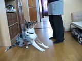 Australian shepherd puppy Loke (Lp1 Kalote's Spark) doing some tricks. Clicker training