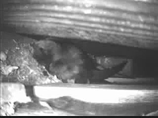 't is mooi geweest schat, nu naar binnen