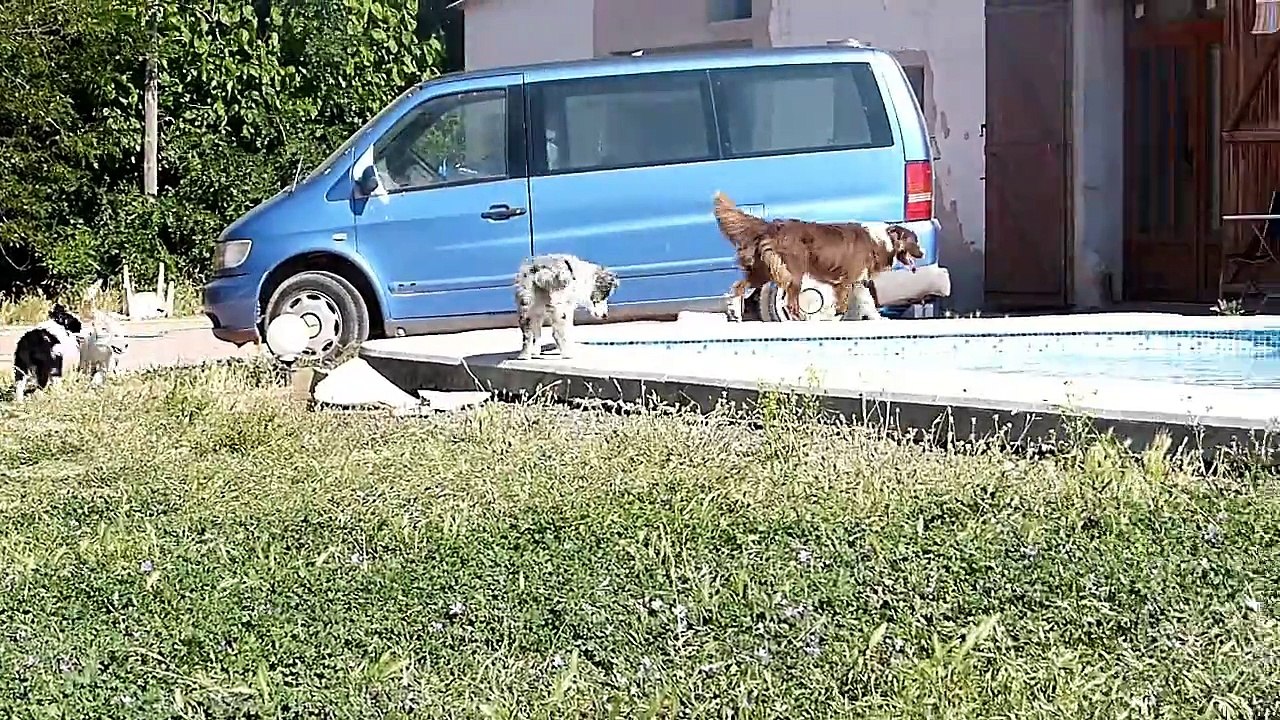 Cachorros Lenka & Hada Agata corretenado  06-06-15
