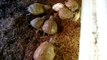 Baby Box Turtles Eating Crickets, MyNewTurtle.com