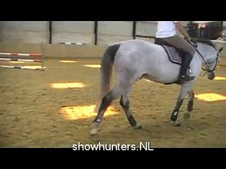 Gorgeous 6 yo hunter/jumper for sale