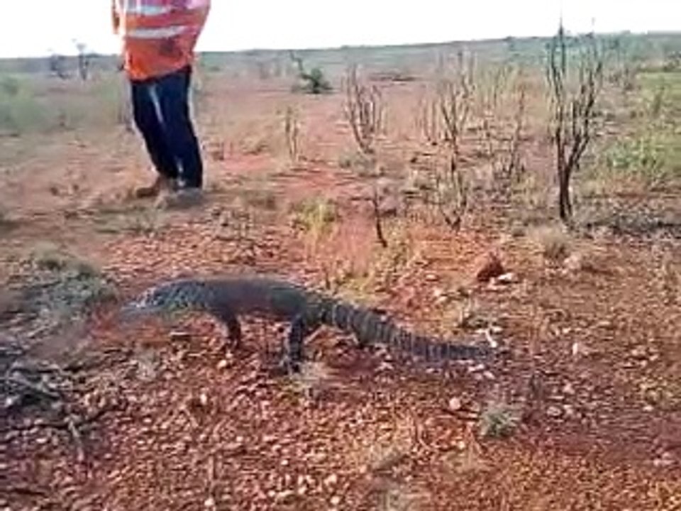 Big Goanna.3gp