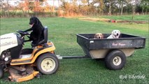 Labrador Retrievers    Having fun with the Garden Tractor