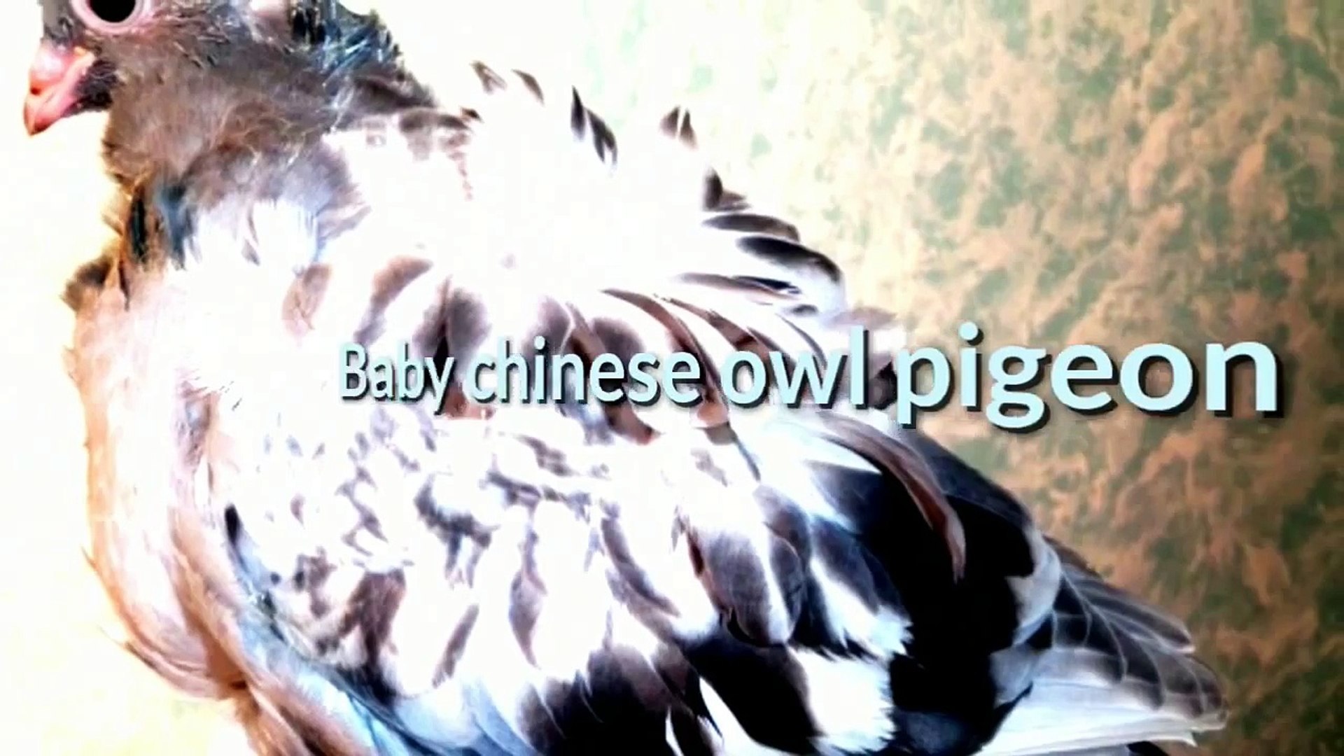 أنواع الحمام -حمامة البومة الصينية- كشكي طرفين وردة Chinese Owl Pigeon -  Dailymotion Video