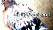 أنواع الحمام -حمامة البومة الصينية- كشكي طرفين وردة Chinese Owl Pigeon