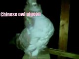 Chinese owl pigeon Ash-Red Check أجمل أنواع الحمام