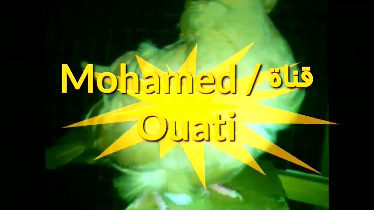 ذكر حمام أصفر من سلالة البومة الصينية   yellow Chinese owl pigeon