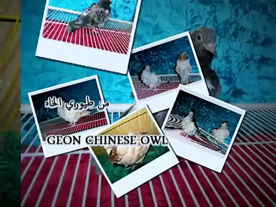 chinese owl pigeon  حمامة البومة الصينية