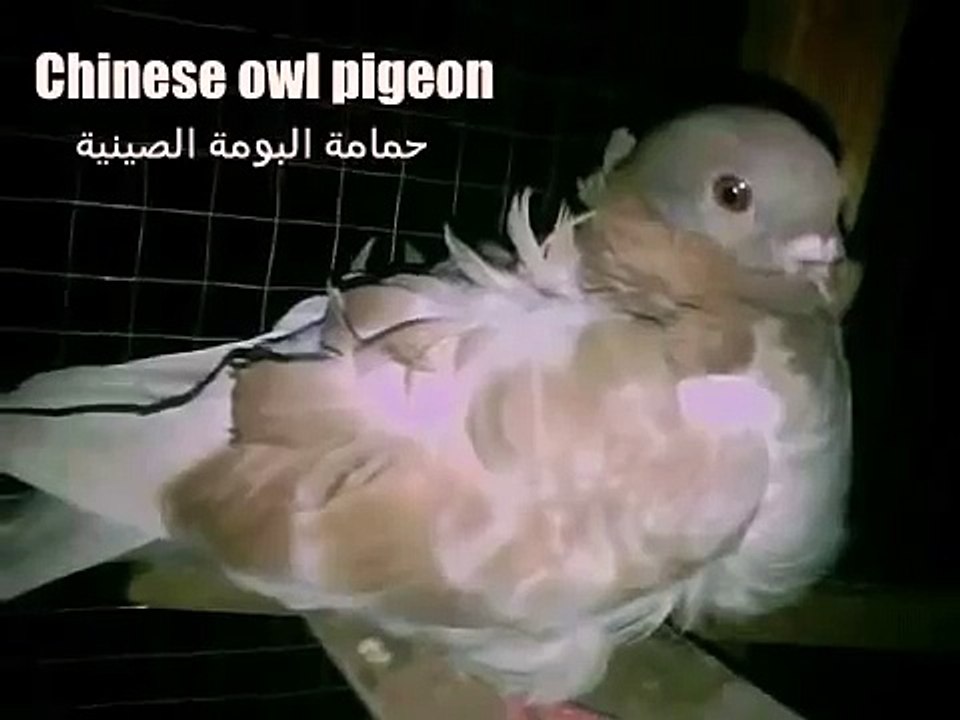 كشكي- حمامة البومة الصينة كريمي جك Chinese owl pigeon CaReam Check