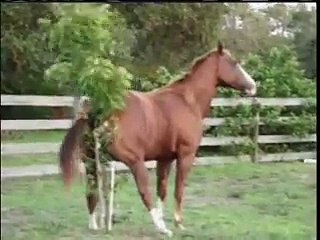 Horse Has an Itch to Scratch | OrangeCabinet | OrangeCabinet