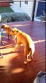 Funny Boxer Puppy is too fast for gentle Boxer Dog!