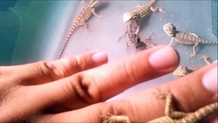 Baby Bearded Dragons for Sale 2013