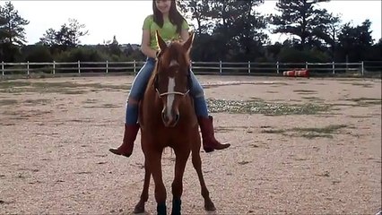 You Can't Take The Wild Out Of The Horse